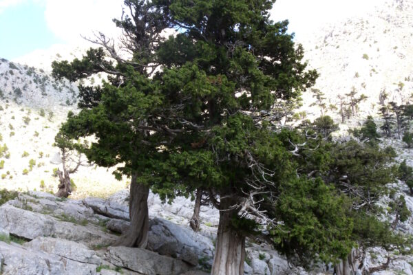 natural bonsai tree I