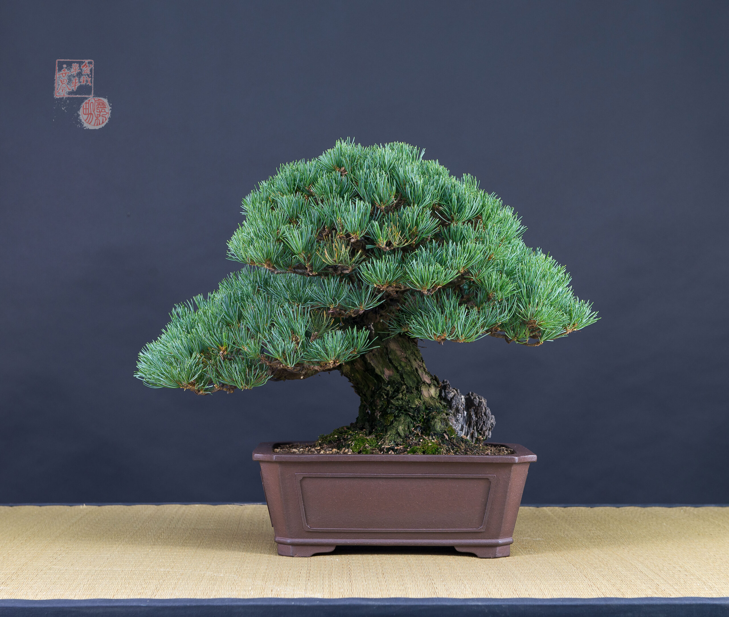 Recuperación de salud en un bonsai pino parviflora