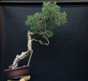 nuevo ángulo de plantado de pino bunjin