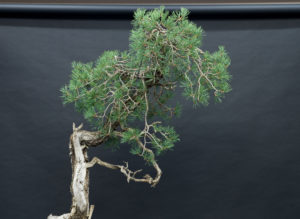 silvestris bunjin pine detail