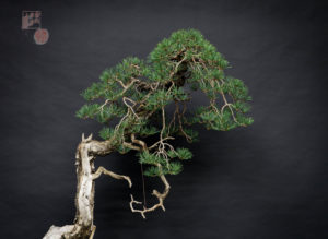 detalle de ramificación de bonsai de pino silvestris