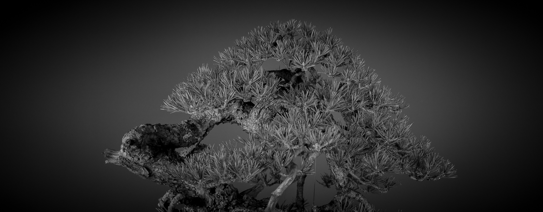 bonsai de pino silvestre